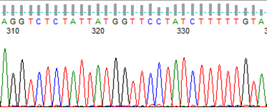 Abbildung: Elektropherogramm einer DNA-Sequenzierung